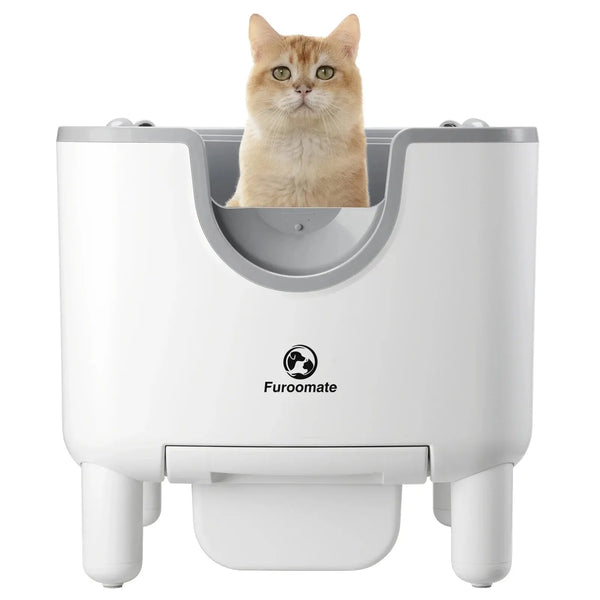 The Ultimate Guide to Cat Litter: Finding the Perfect Match for Your Feline Pawnests
