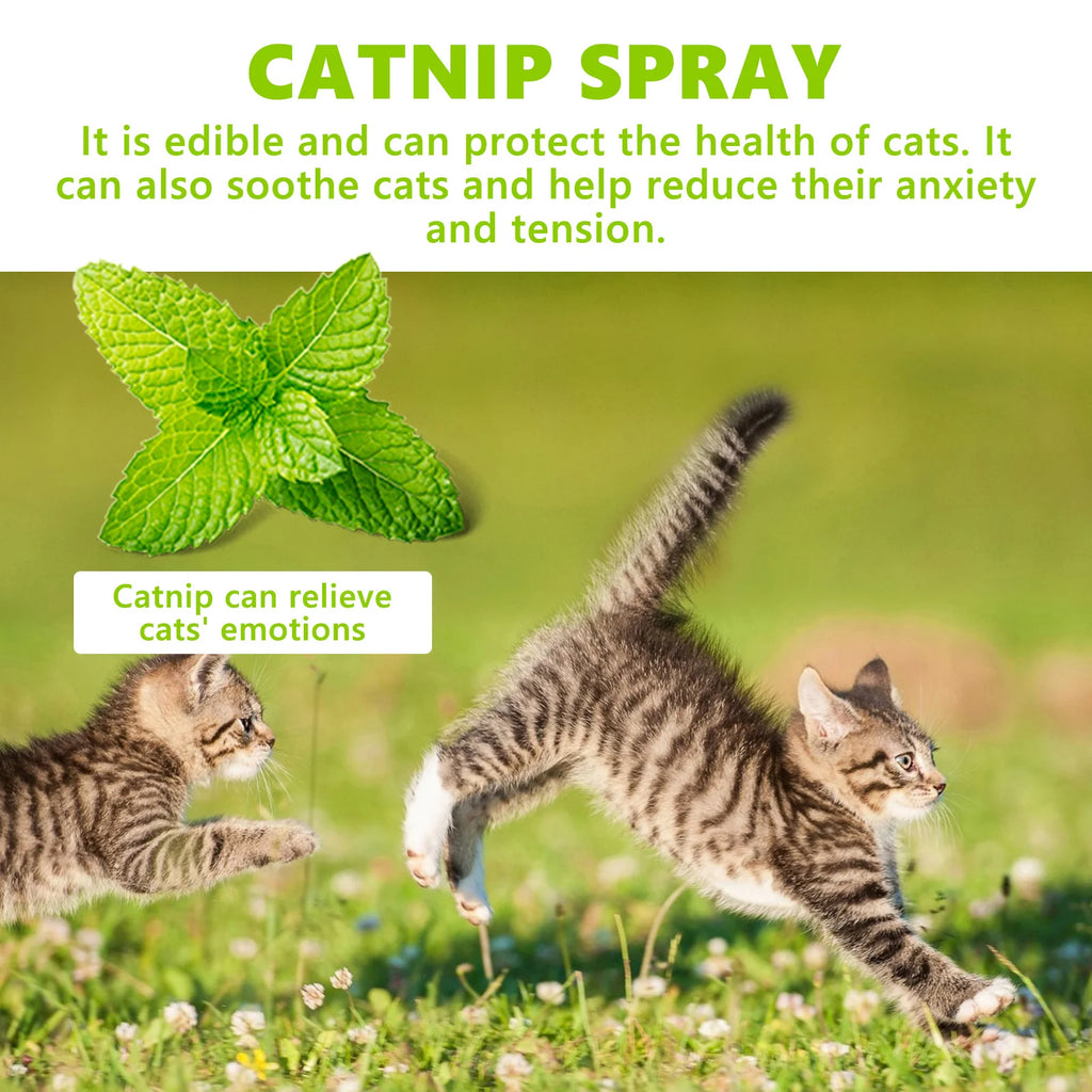 Catnip spray bottle 100ml — natural non-irritating formula for cats | Pawnests