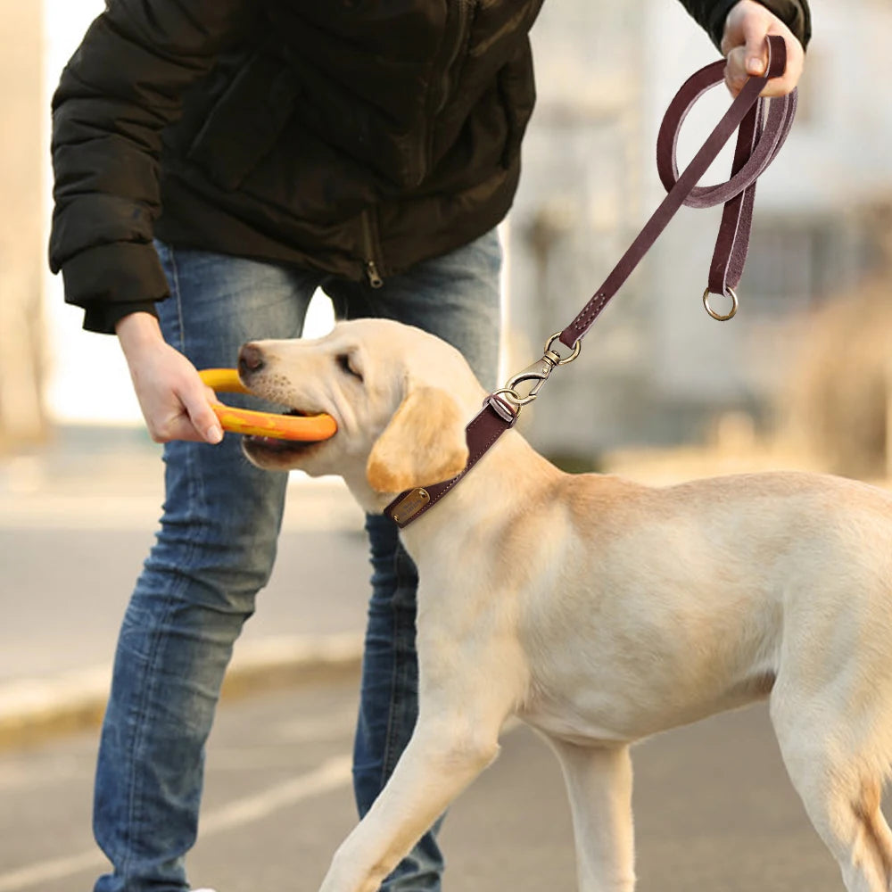 4 lines Custom Padded Collar & Walking Lead Pawnests