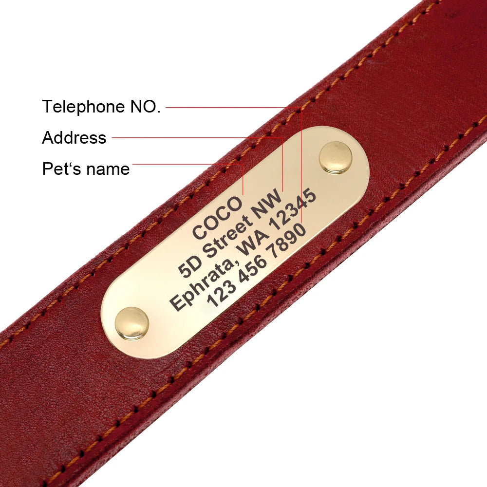 4 lines Custom Padded Collar & Walking Lead Pawnests
