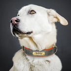 PawNests Choice: The Signature Leather Collar Best of Premium Pet Comfort Pawnests