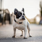 PawNests Choice: The Signature Leather Collar Best of Premium Pet Comfort Pawnests