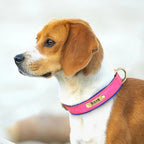 PawNests Choice: The Signature Leather Collar Best of Premium Pet Comfort Pawnests