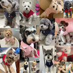 Summer Striped Pet T-Shirt Dog Soft Pullover Pawnests