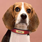 PawNests Choice: The Signature Leather Collar Best of Premium Pet Comfort Pawnests