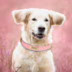 PawNests Choice: The Signature Leather Collar Best of Premium Pet Comfort Pawnests