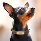 PawNests Choice: The Signature Leather Collar Best of Premium Pet Comfort Pawnests