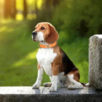 PawNests Choice: The Signature Leather Collar Best of Premium Pet Comfort Pawnests