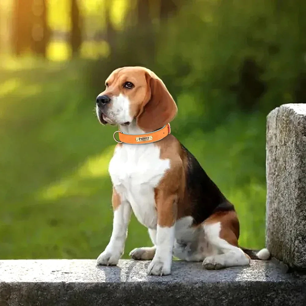 PawNests Choice: The Signature Leather Collar Best of Premium Pet Comfort Pawnests