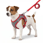 Small dog wearing a red and grey reflective no-pull mesh dog harness with matching leash on a white background