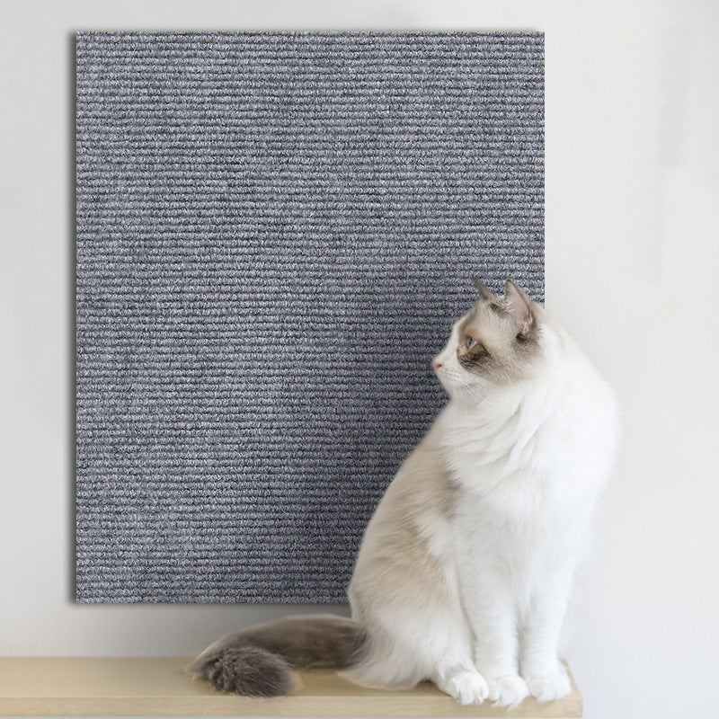 Cat near protected wall in cozy living room | Pawnests