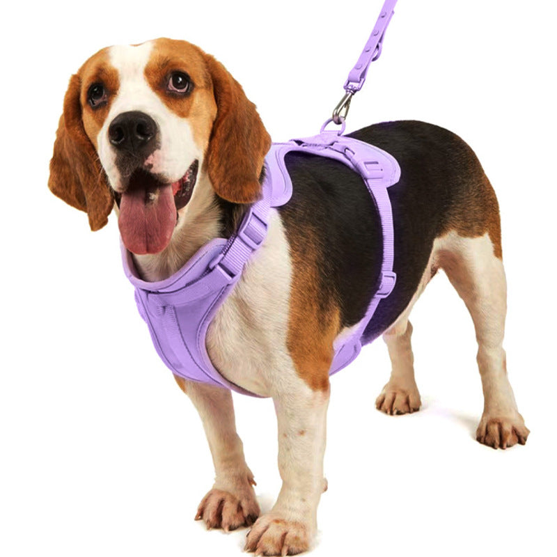 Dog wearing royal blue waterproof PVC 4-piece harness set — complete walking kit | Pawnests