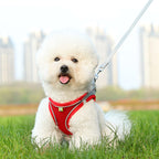 Orange and grey dog harness and leash set — adjustable nylon walking set | Pawnests