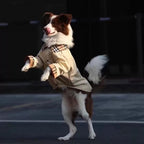 Big dog in anti-shedding tee showing relaxed fit and movement | Pawnests
