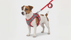 Dog Harness & Leash Set | Reflective Nylon Walking Set for Dogs & Cats
