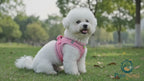 Dog Harness & Leash Set | Reflective Nylon Walking Set for Dogs & Cats