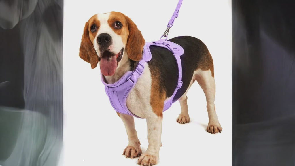 Dog Harness 4-Piece Set | Waterproof PVC Vest, Leash, Collar & Clip